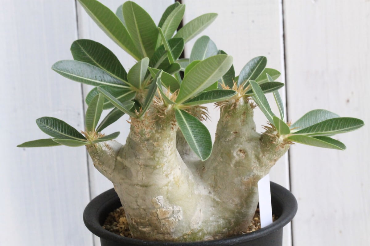 パキポディウム エブレネウム | hanayoshi-botanical