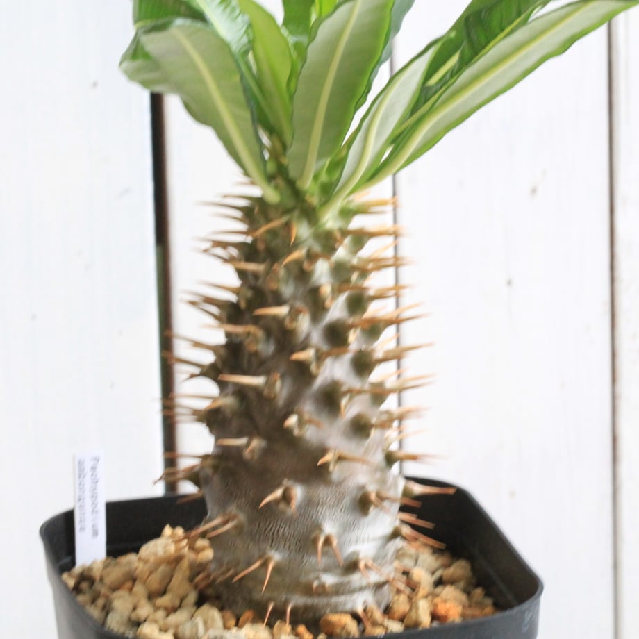 685ca286ebcaaf79b53d11d5