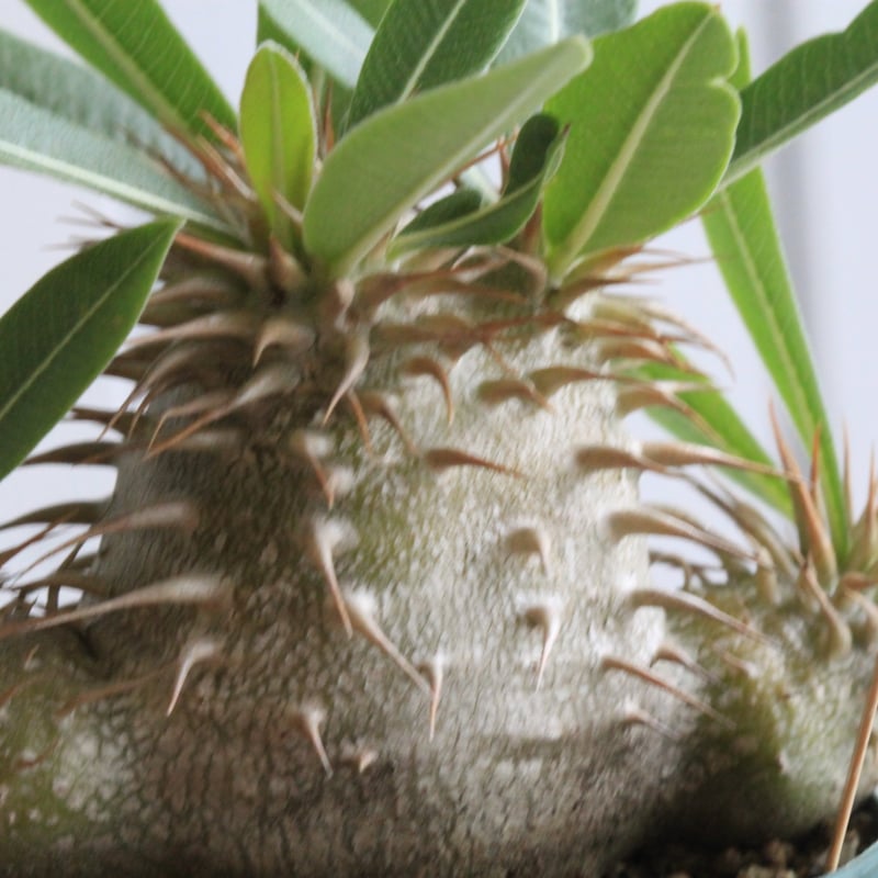 パキポディウム ラウヒー 実生④ | hanayoshi-botanical