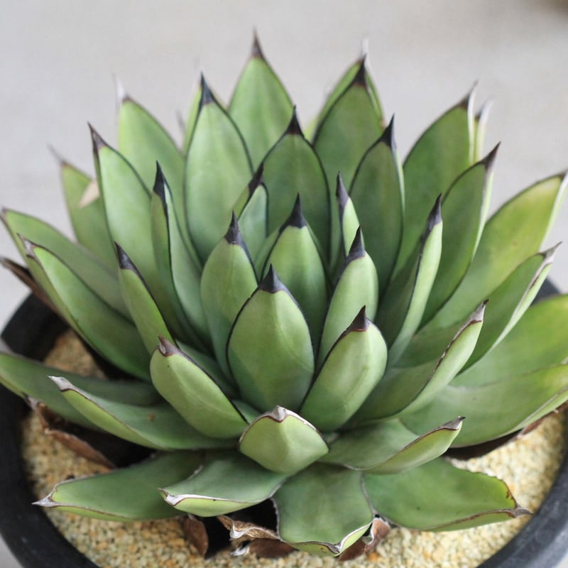 アガベ 観葉植物 ロイヤルスピン　ハイブリッド Agave Royal Spine アガベ・ロイヤルスピン | hanayoshi-botan