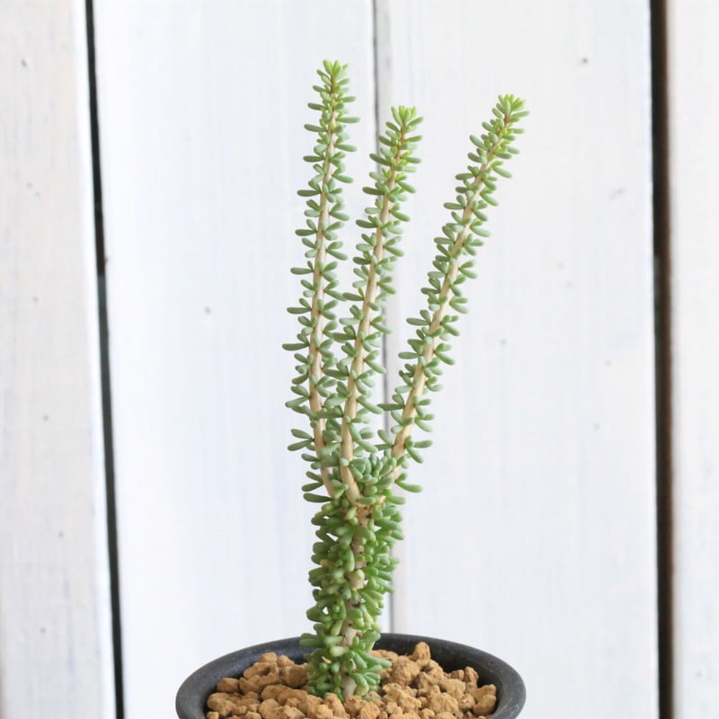 ケラリア ナマクエンシス | hanayoshi-botanical