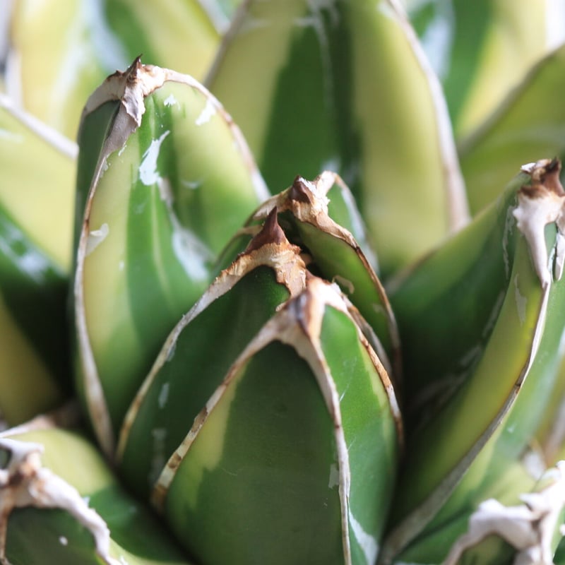 アガベ 笹の雪 輝山 | hanayoshi-botanical