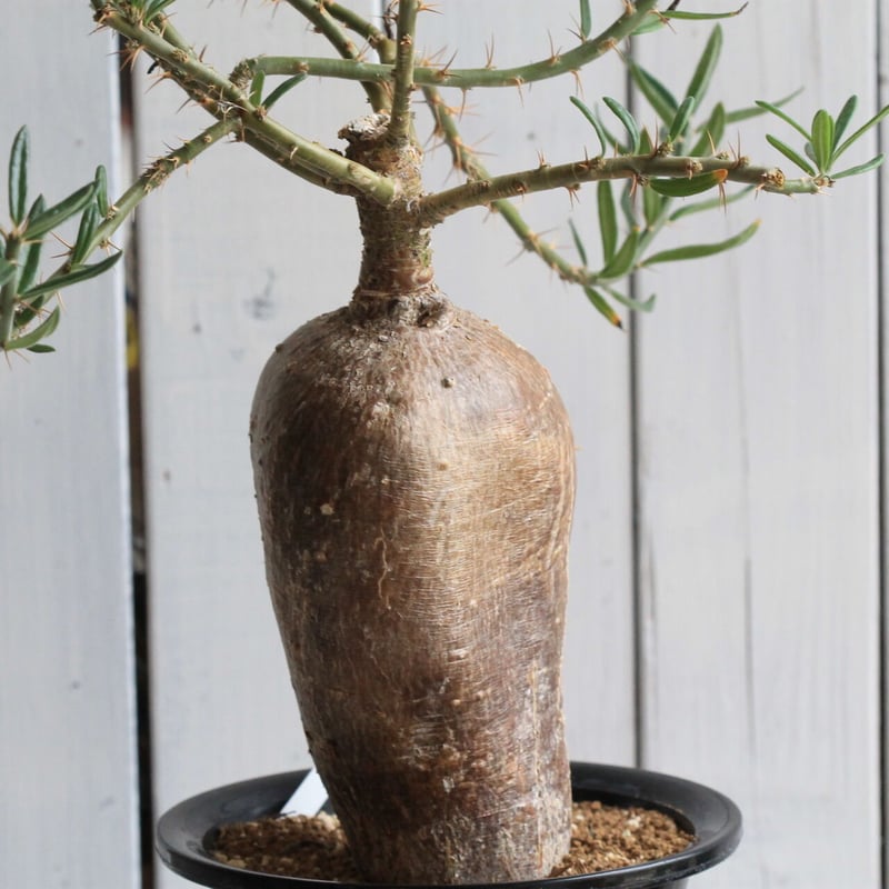 パキポディウム サキュレンタム | hanayoshi-botanical