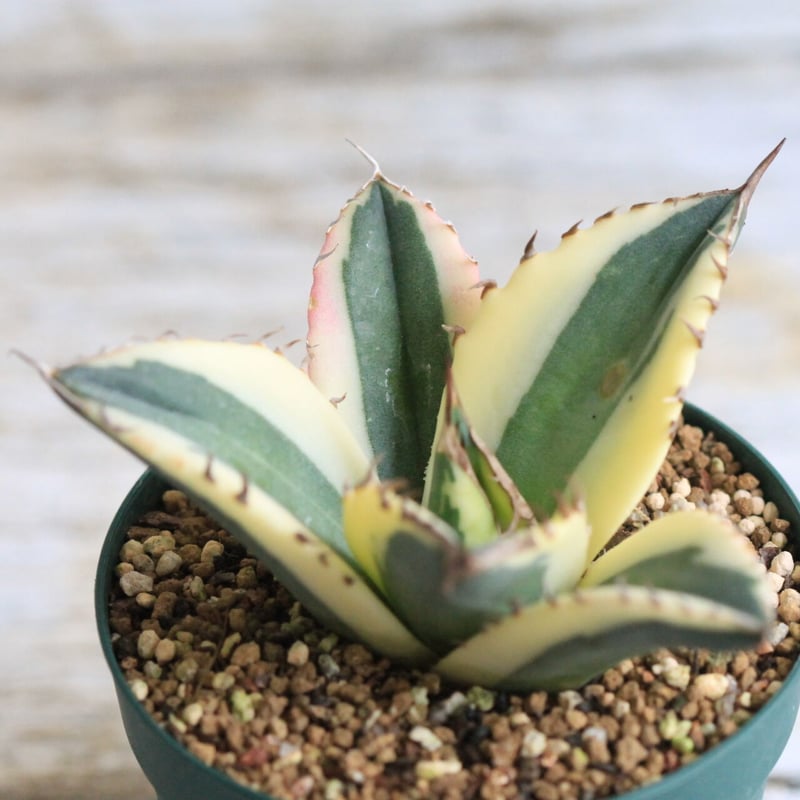 Agave titanota スナグルトゥース | hanayoshi-botanical