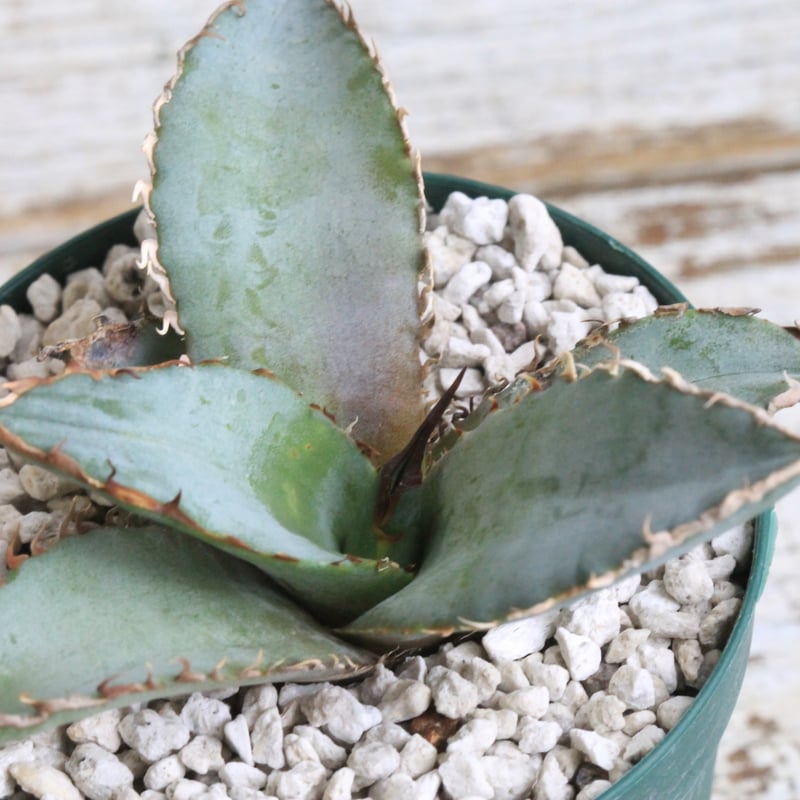 ライオンズメーン アガベチタノタ 胴切り 子株 アガベ チタノタ ライオンズメーン メイン Agave titanota