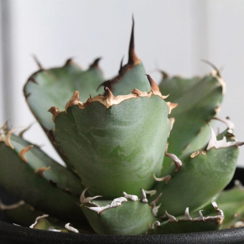 アガベ チタノタ 黒鯨錦 アガベ チタノタ 黒鯨 Agave titanota black