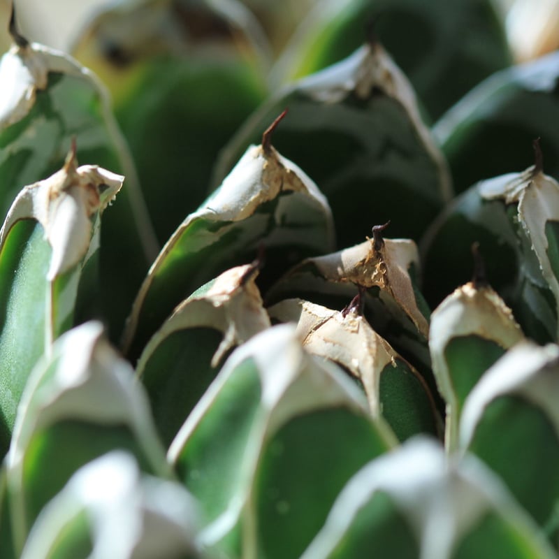 笹の雪 agabve 特選笹の雪 NO-39 小型特良 | hanayoshi-botanical