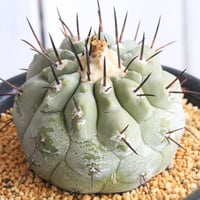Echinocactus プラチナ金鯱 | hanayoshi-botanical