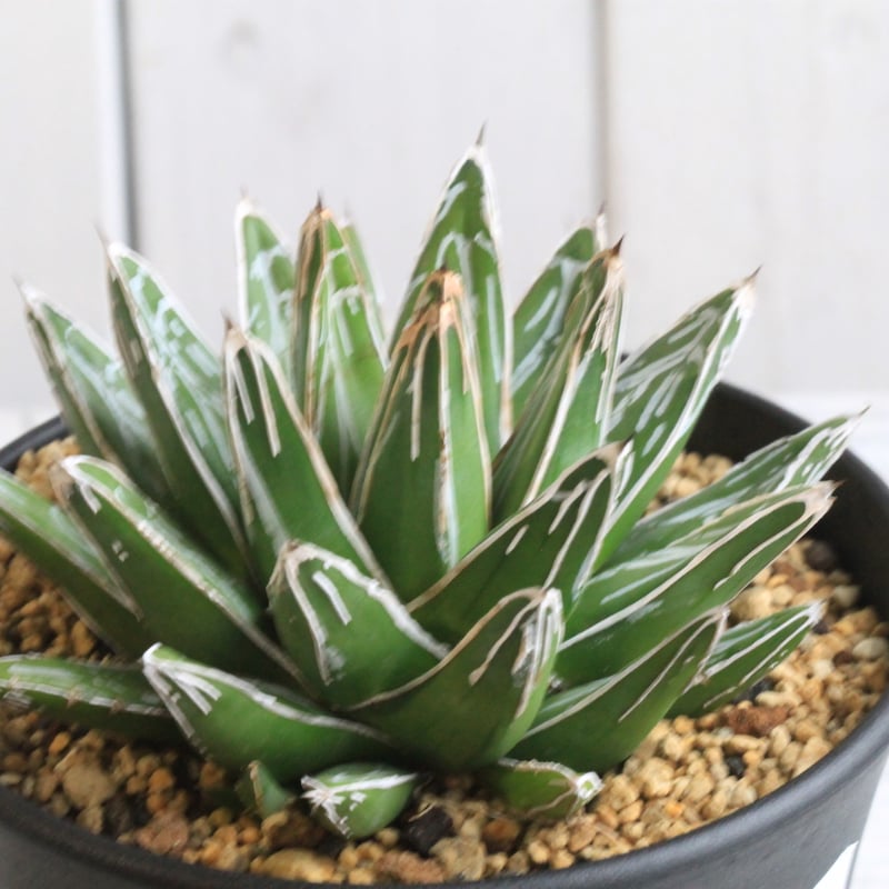 アガベ 笹の雪 NO-03② | hanayoshi-botanical