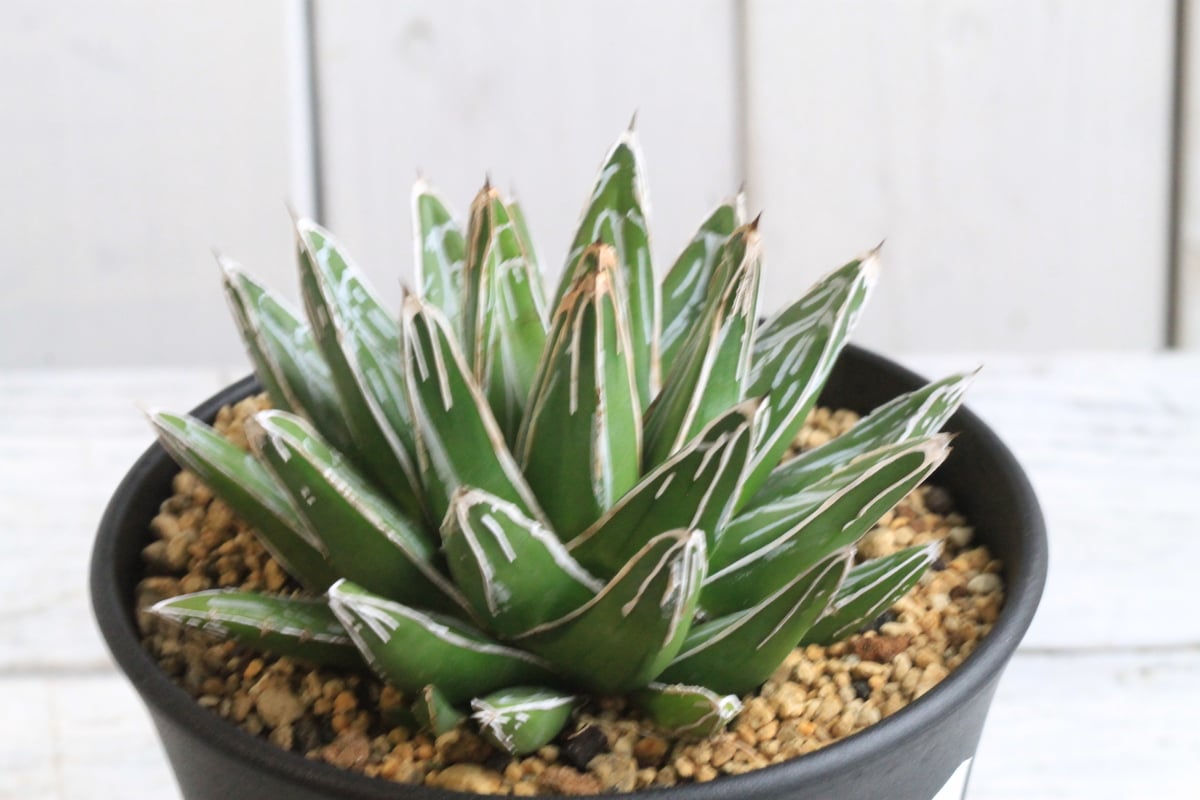 アガベ 笹の雪 NO-03② | hanayoshi-botanical