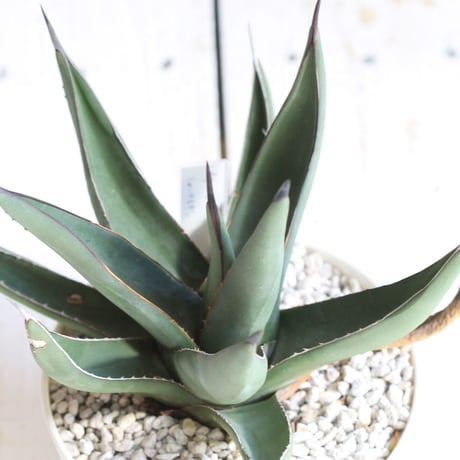 Agave　シャークスキン
