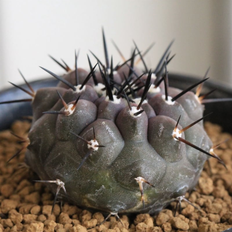 コピアポア 黒王丸 （実生） | hanayoshi-botanical