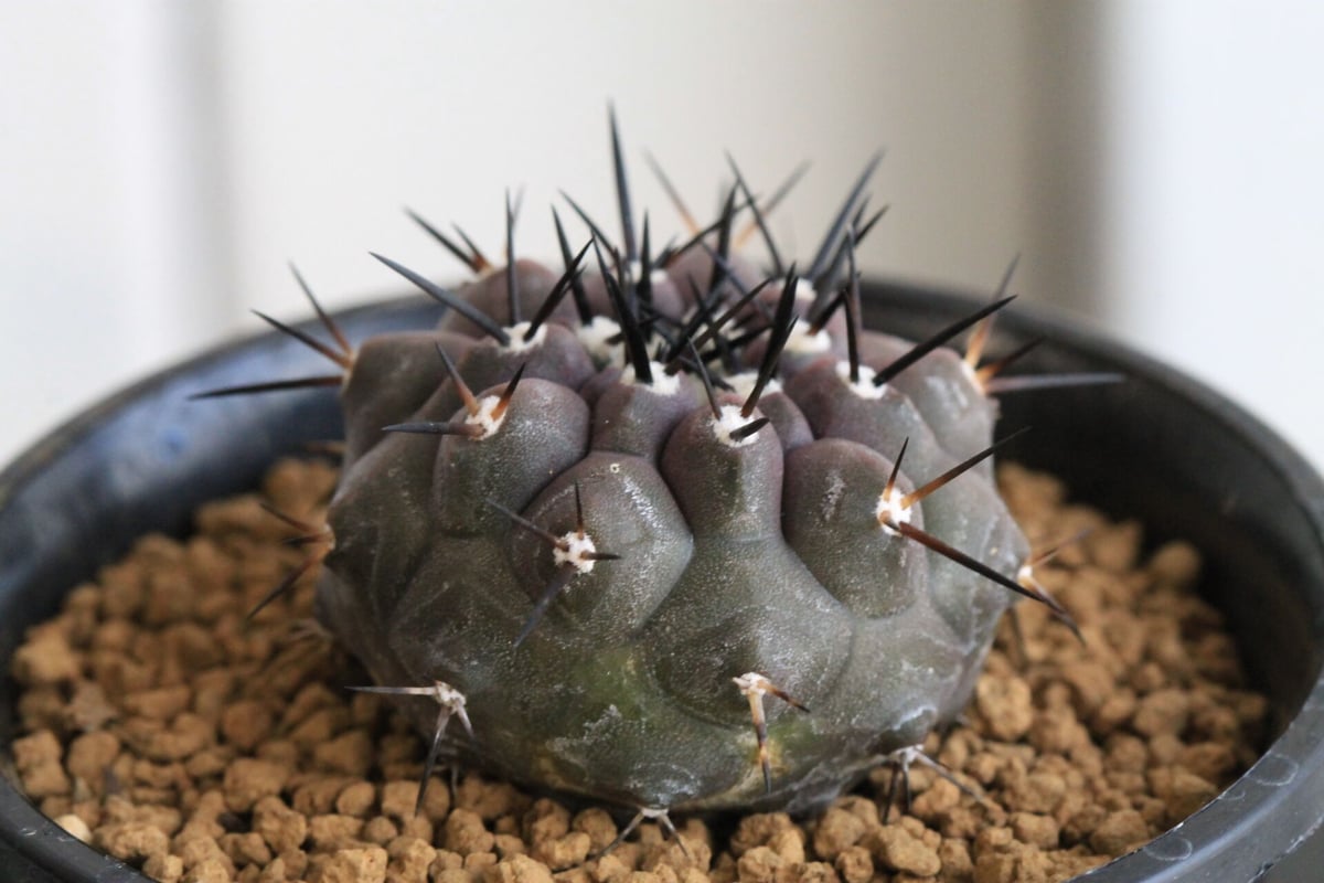 コピアポア 黒王丸 （実生） | hanayoshi-botanical