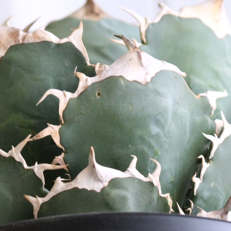 極上親株 アガベ チタノタ fo76 アガベ チタノタ 