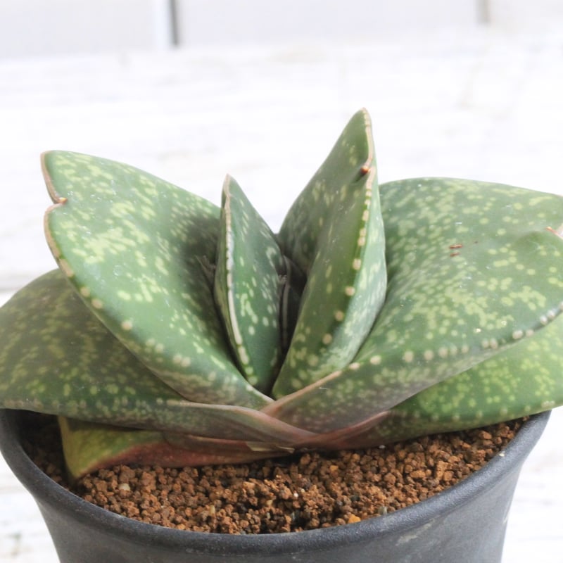 恐竜 ガステリア 厚舌 ガステリア 恐竜④ | hanayoshi-botanical