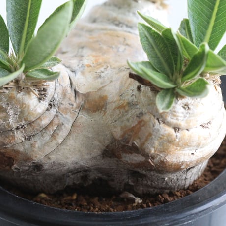 pachypodium エブレネウム