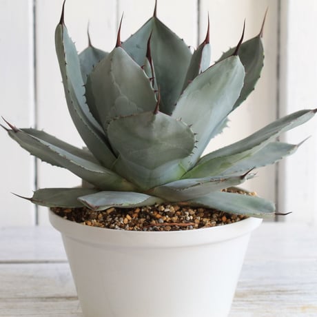 Agave パリー・トルンカータ