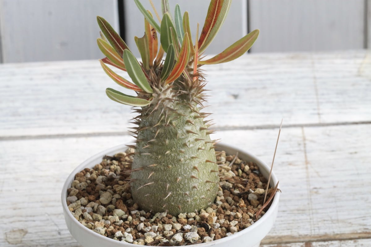 パキポディウム イノピナツム 実生 | hanayoshi-botanical