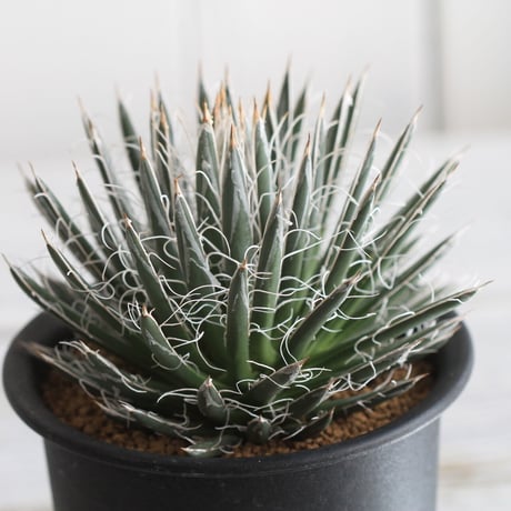 Agave 姫乱れ雪