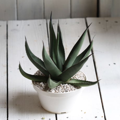 Agave シャークスキン