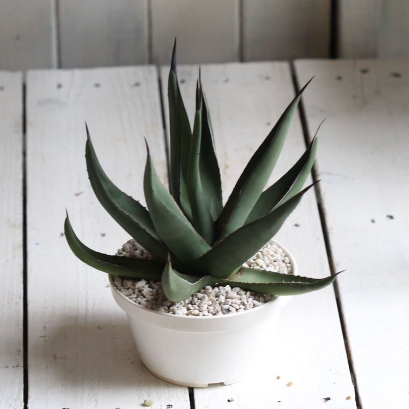 Agave シャークスキン | hanayoshi-botanical Agave シャークスキン | hanayoshi-botanical