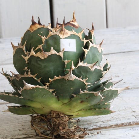 Agave titanota Jupiter