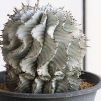 ユーフォルビア　特白アルバ