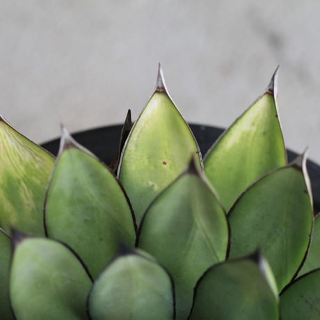 Agave Royal Spine アガベ・ロイヤルスピン