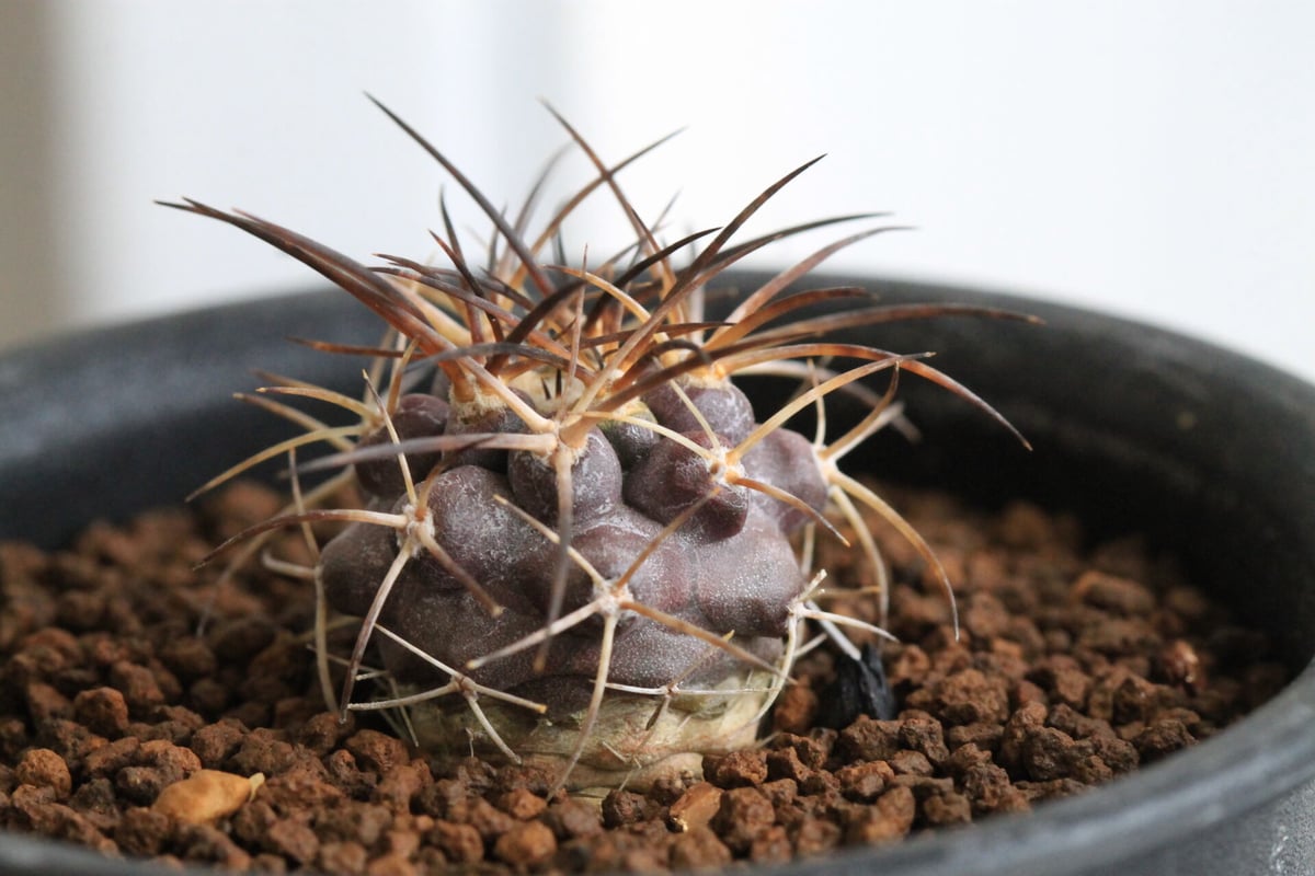 グリセオビオラセア 実生 鉢付きメルカリ便発送( •ω- )☆ 【公式通販】