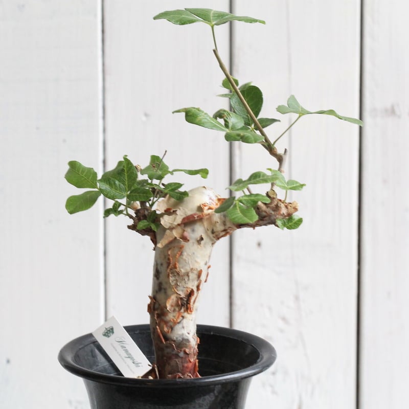 コミフォラ オルビクラリス | hanayoshi-botanical