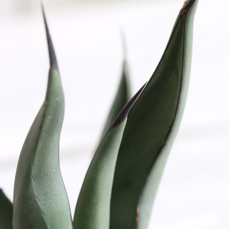 Agave シャークスキン