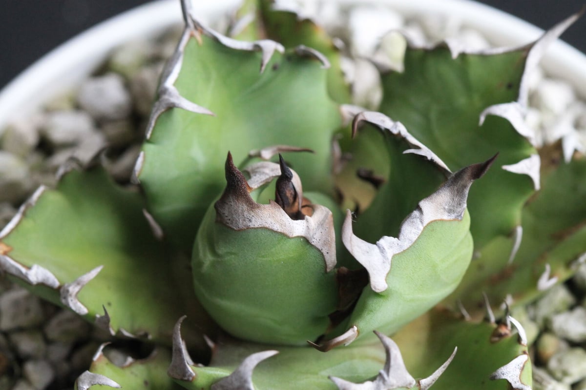 アガベ チタノタ NO.1 | hanayoshi-botanical