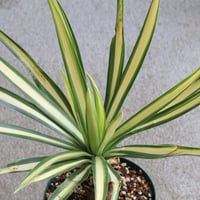 ユッカ ロストラータ ブルーサンダー② | hanayoshi-botanical