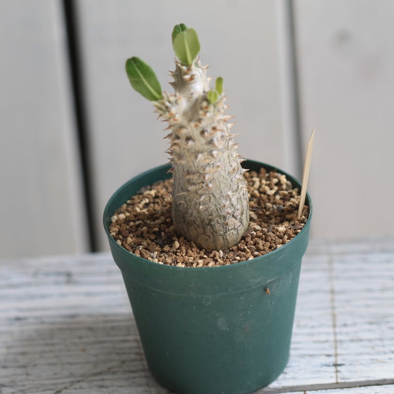 パキポディウム タッキー 大株 開花株 パキポディウム タッキー 大株