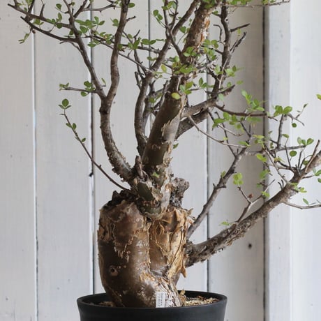 Bursera ファガロイデス