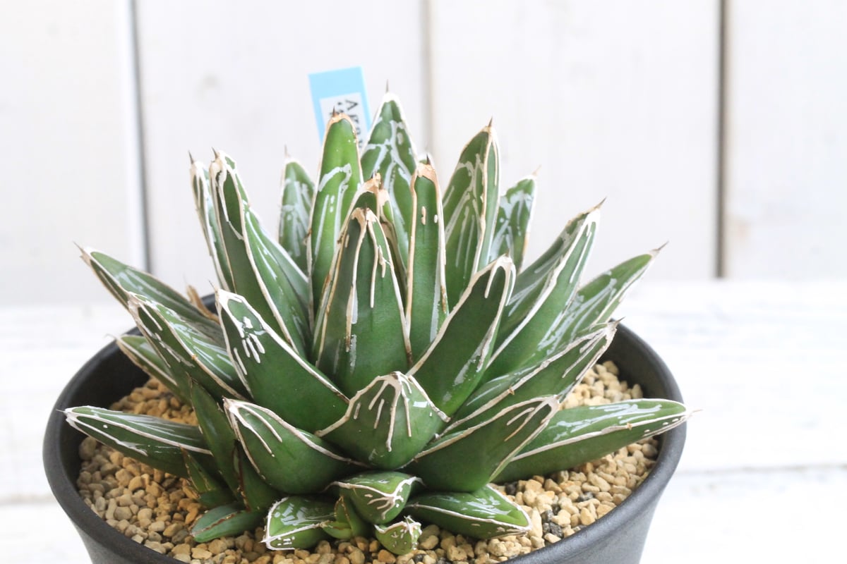 アガベ笹の雪 30年超の親株