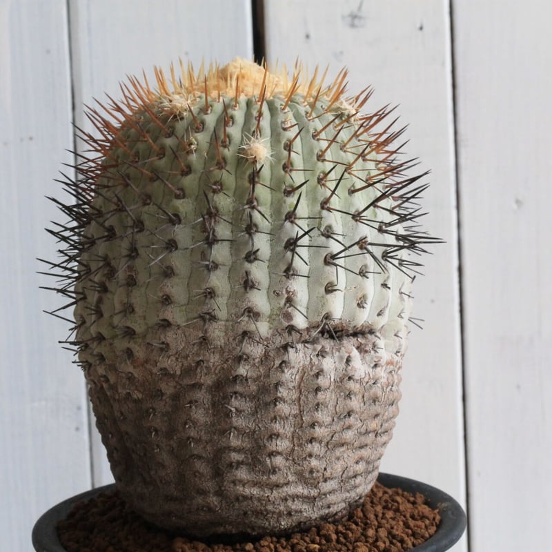 コピアポア　シネレア　コルムナアルバ　山木　現地球E コピアポア コルムナ・アルバ（現地球） | hanayoshi-botanical