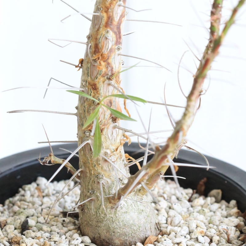 コレクション株！　フォークイエリア　プルプシー　 発根済！ コレクション株！ フォークイエリア プルプシー 発根済！ Yahoo