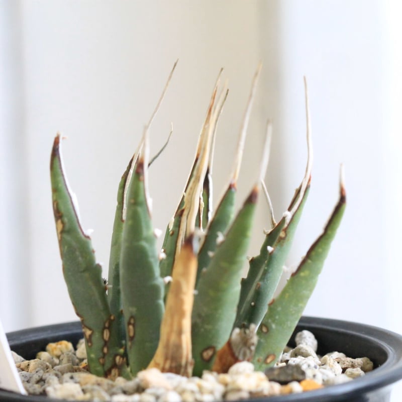 アガベ ユタエンシス カイバベンシス錦 斑入り 多肉植物：アガベ