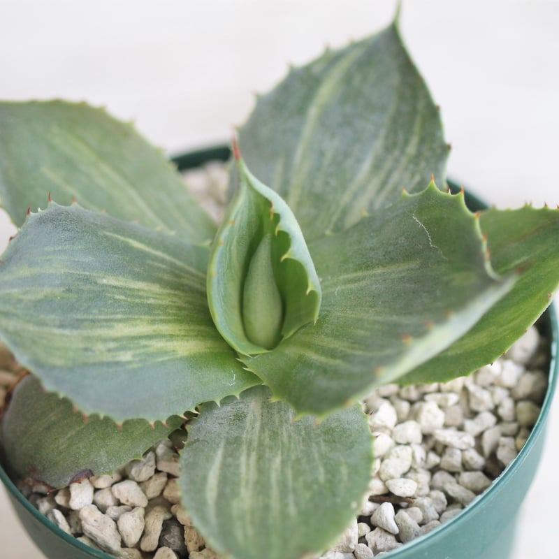 アガベ ポタトラム 風雷神錦（三光かすり斑） | hanayoshi-botanical