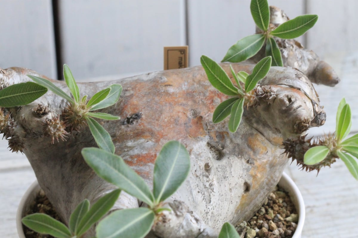 パキポディウム マカイエンセ 現地球 | hanayoshi-botanical