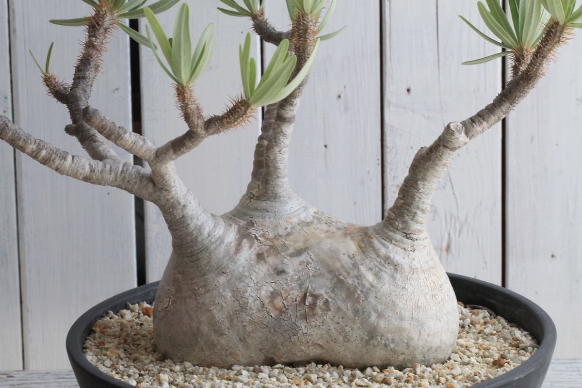 パキポディウムグラキリス二頭多頭現地球塊根植物コーデックス