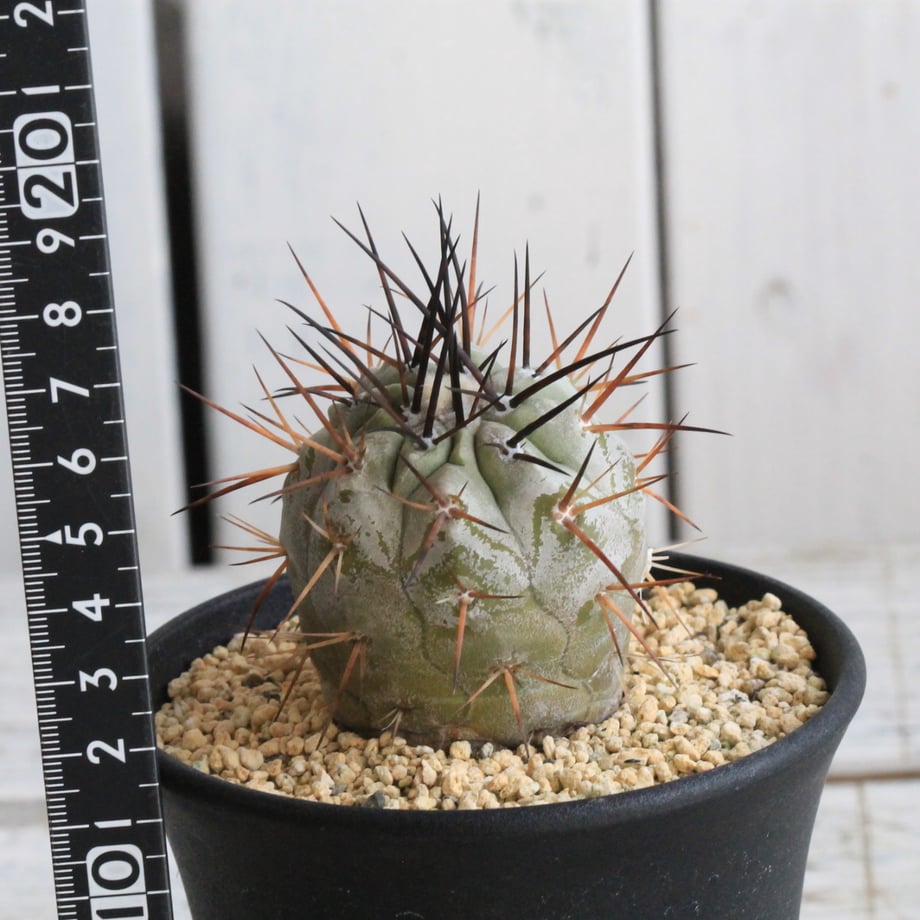 67b160105d2d4e4e28c01006