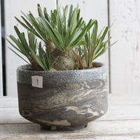 パキポディウム タッキー大黒×タッキー① | hanayoshi-botanical