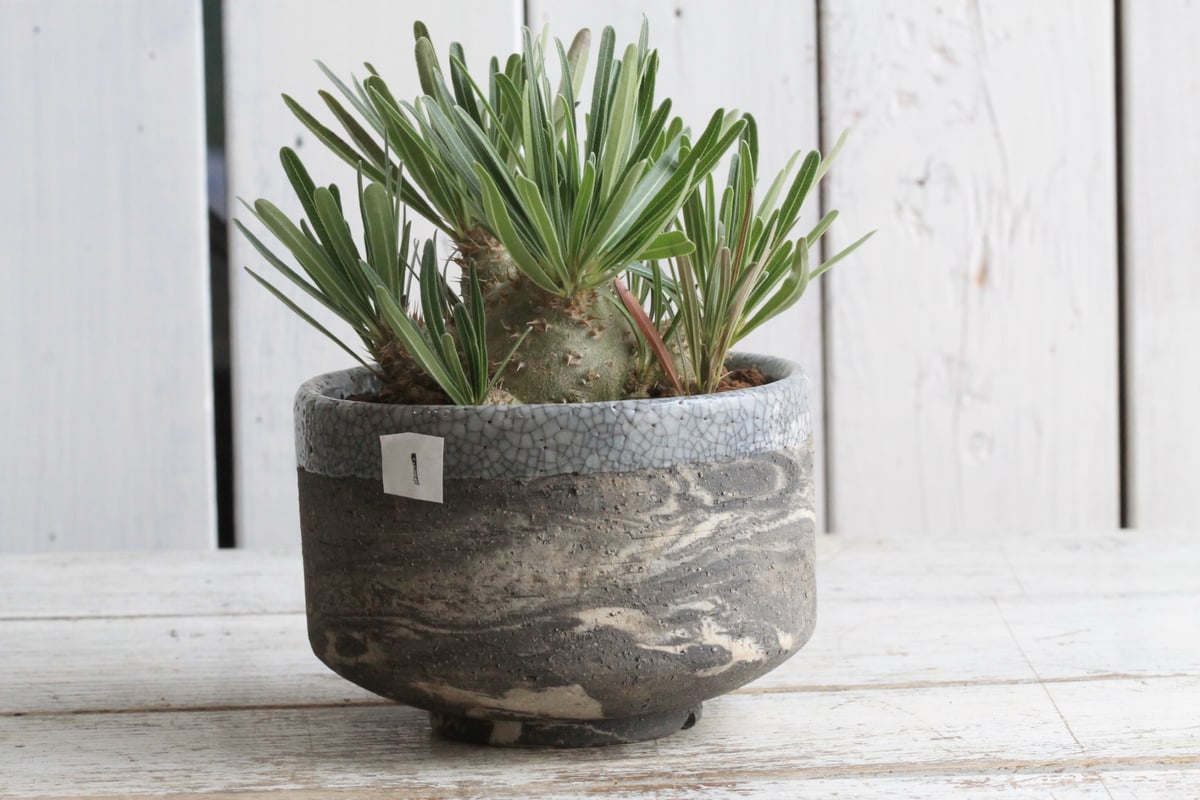 パキポディウム グラキリス 実生 Hanayoshi-botanicalオリジナルポット