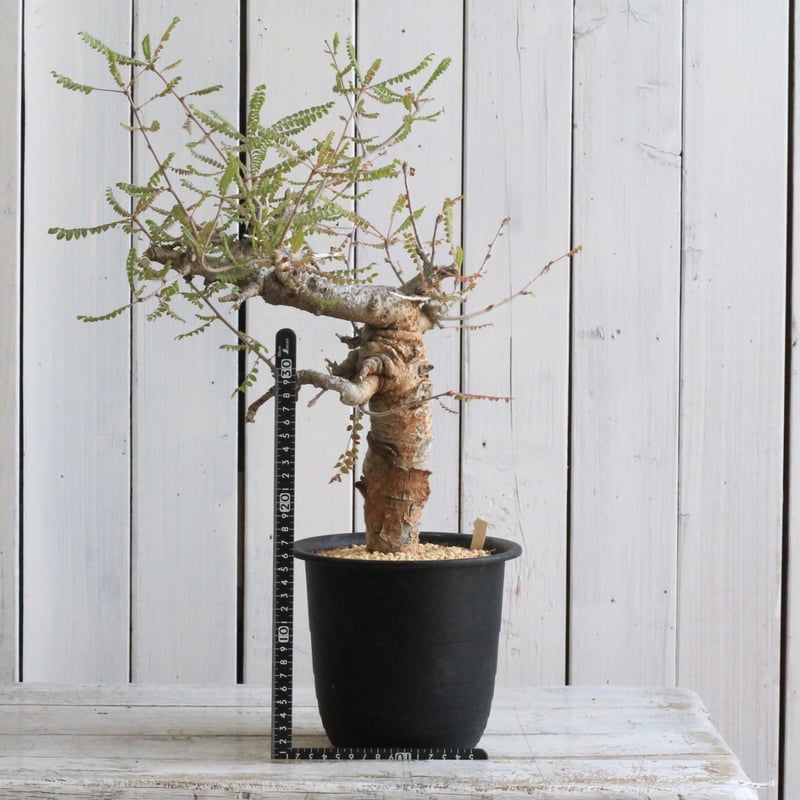 ボスウェリア ネグレクタ | hanayoshi-botanical