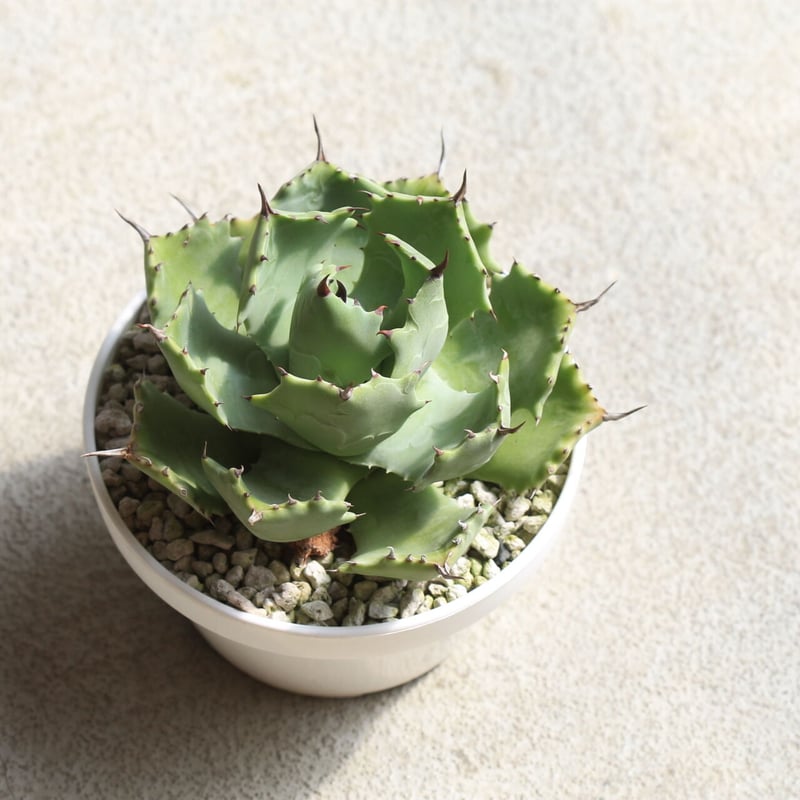 アガベ イスツメンシス 雷帝（旧） | hanayoshi-botanical