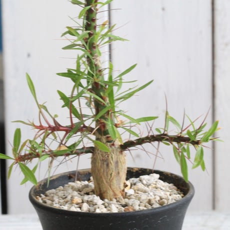 CATEGORY フォークイエリア | hanayoshi-botanical