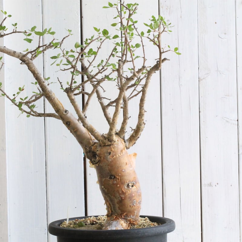 ブルセラ ファガロイデス | hanayoshi-botanical ブルセラ ファガロイデス | hanayoshi-botanical