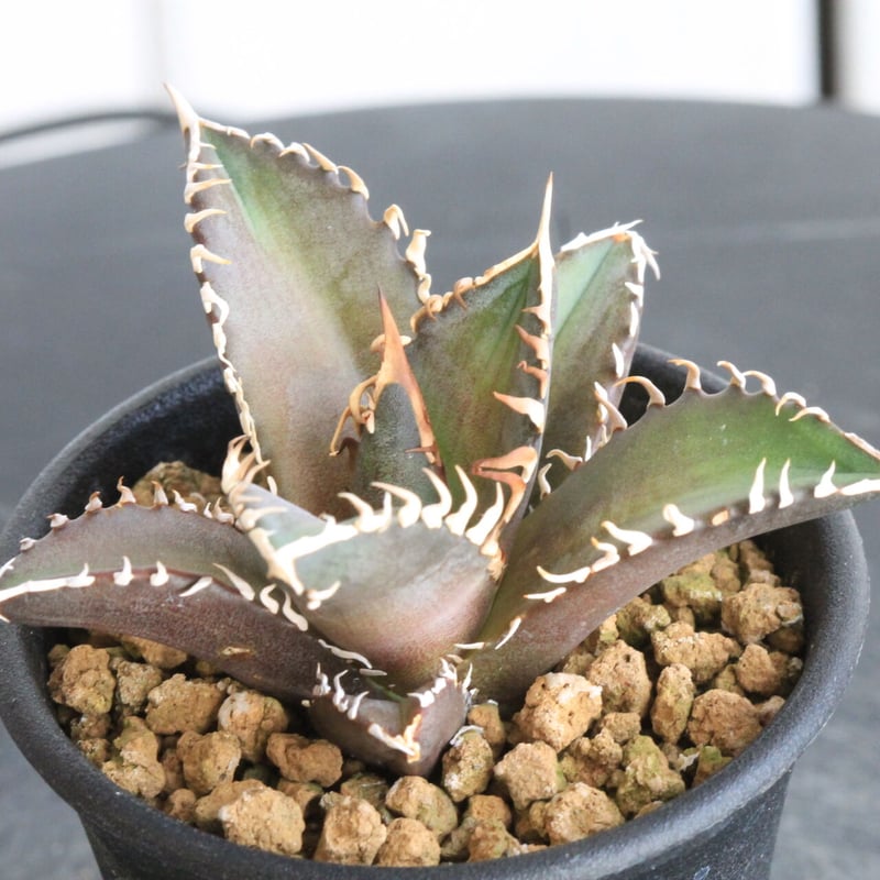 Agave titanota Red cat weezle 赤猫 アガベ 発根済 - 植物/観葉植物